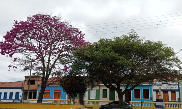 Imagem da cidade de Piatã, na Bahia, com um ipê lilás