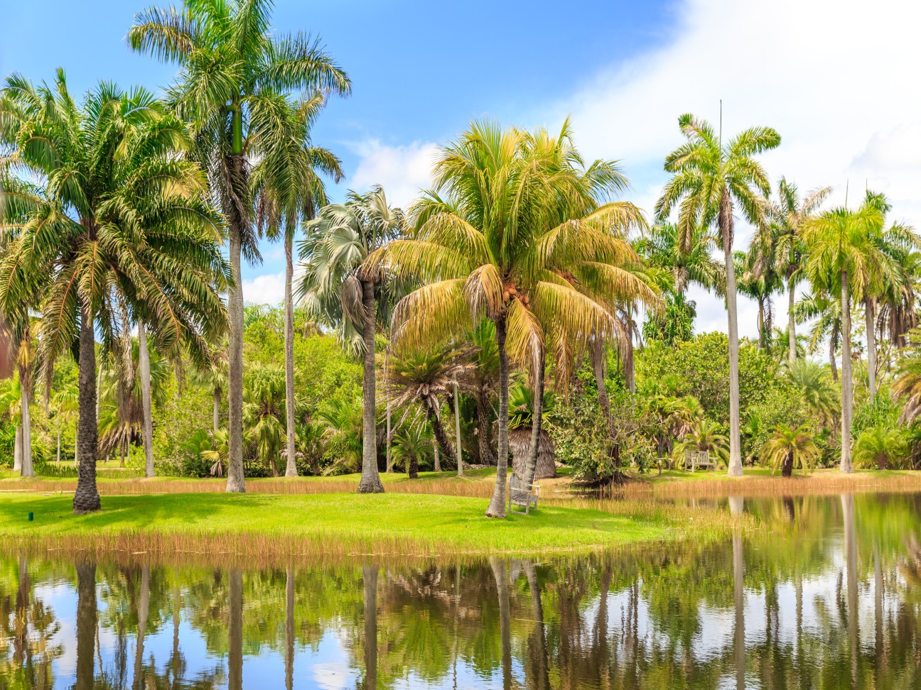 Vista de coqueiros e áerea verde em Fairchild Tropical Botanic Garden, MIA